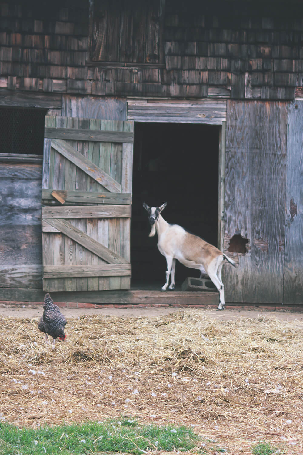 goat-door