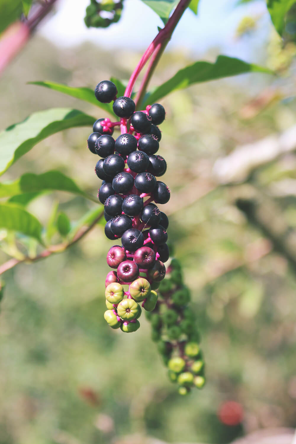 mysteryberries