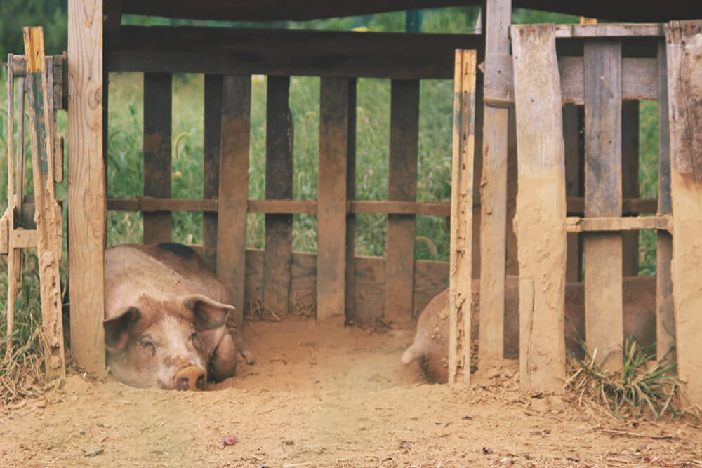 napping-pig