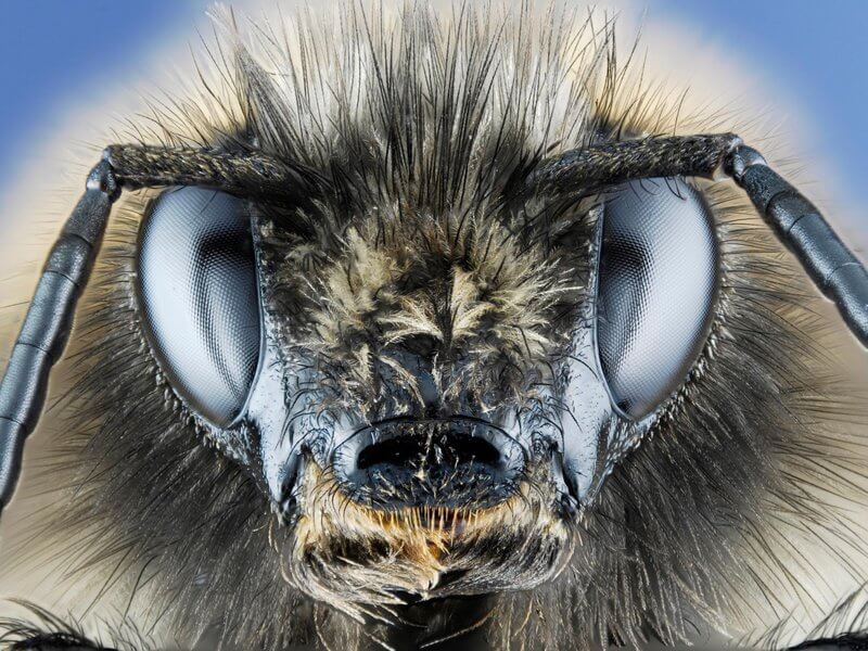 intense_bee_stare-jpg__800x600_q85_crop