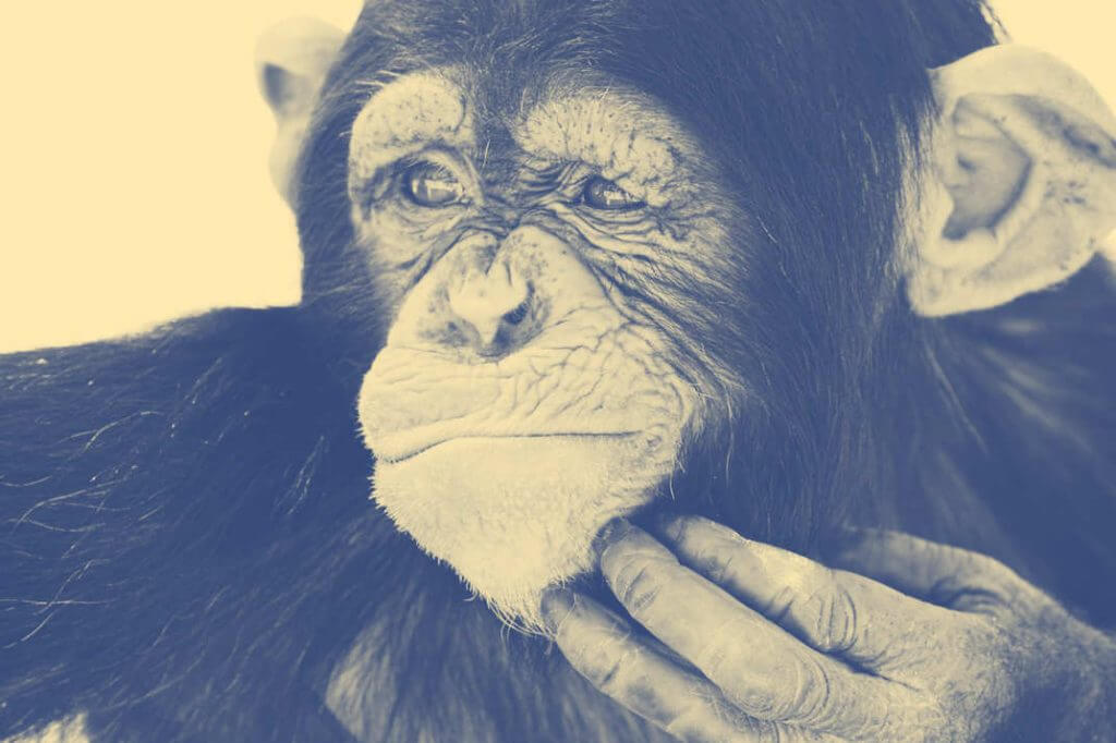 27-thinking-chimpanzee.w536.h357.2x