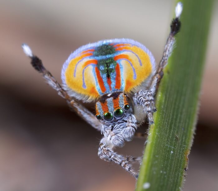 MalePeacockSpider